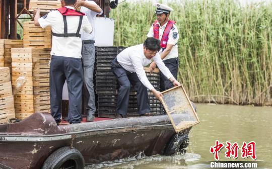 江苏金坛长荡湖国家湿地公园，上亿只河蟹苗被放流至湖中。　陈新 摄