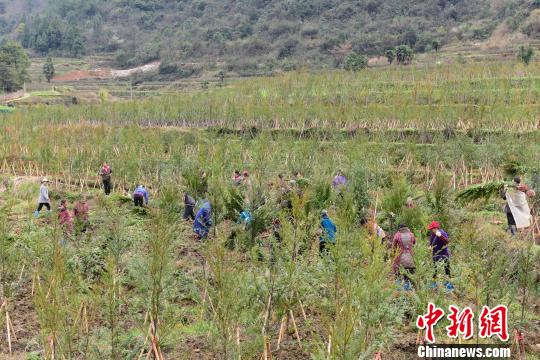 苗落村村民在苗圃基地务工 徐学练 摄