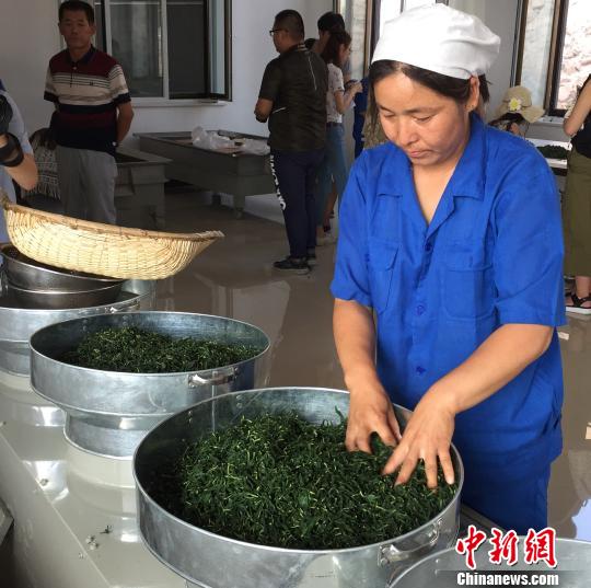 图为滦平县金沟屯镇下营子村中草药茶叶加工厂的工人在分拣杂质 张帆 摄