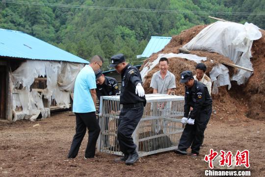 图为民警解救黑熊。　钟欣 摄