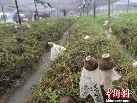 6月20日清晨，村民冒雨在广西融水苗族自治县香粉乡新平村的种植基地采收竹荪。　蒙鸣明 摄