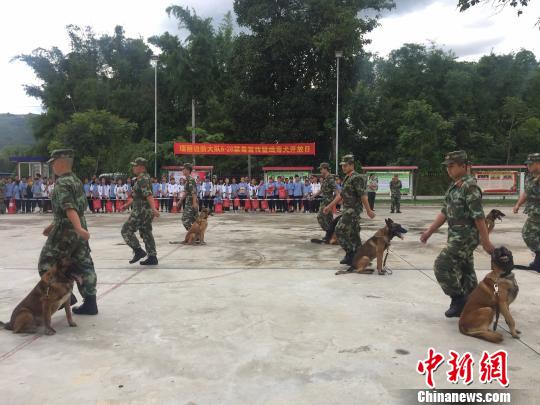 图为警犬与训导员战士服从科目。　崔汶 摄