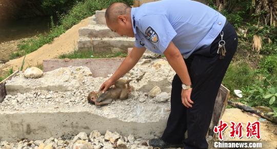 小猕猴躺在石板上向民警撒娇求抚摸。　钟欣 摄