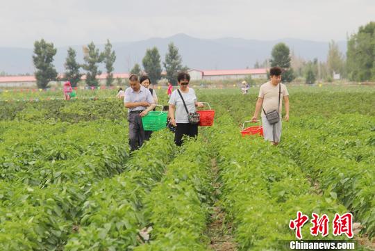 图为游客正在挑选自己满意的蔬菜。　袁晶 摄